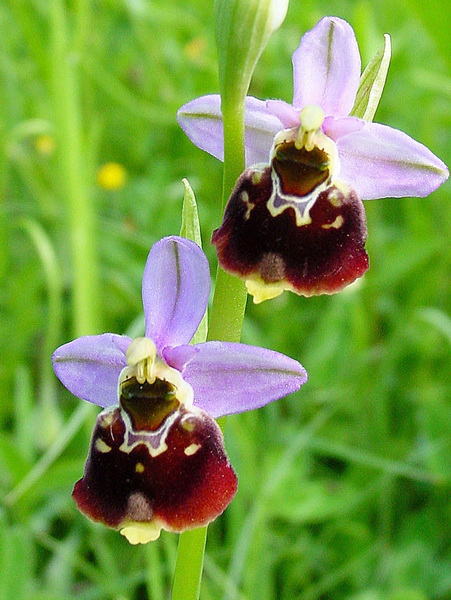 Hummel-Ragwurz (Ophrys holoserica)