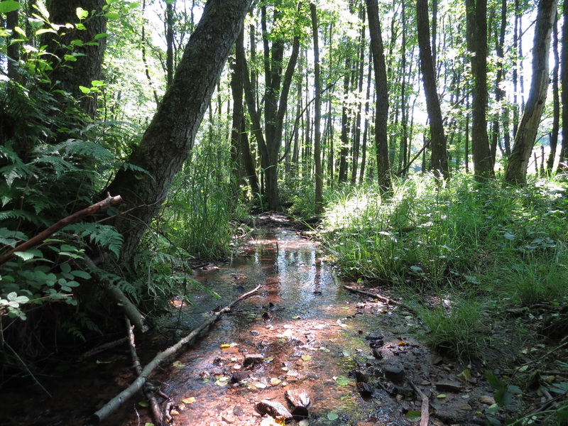 Jungenwaldswiesen bei Morscholz