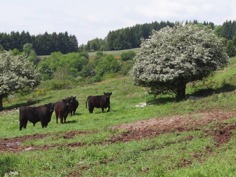 Südhang des Peterbergs bei Eiweiler