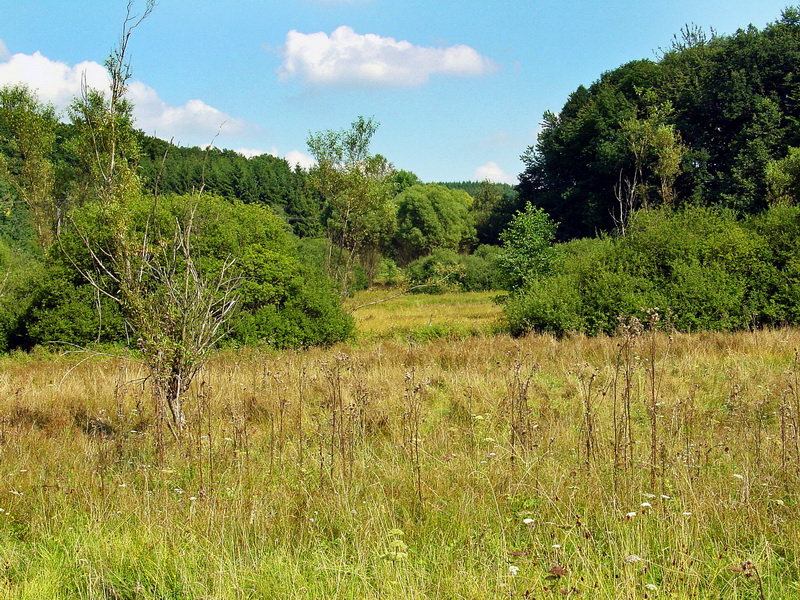 Oberes Wiesbachtal bei Hasborn