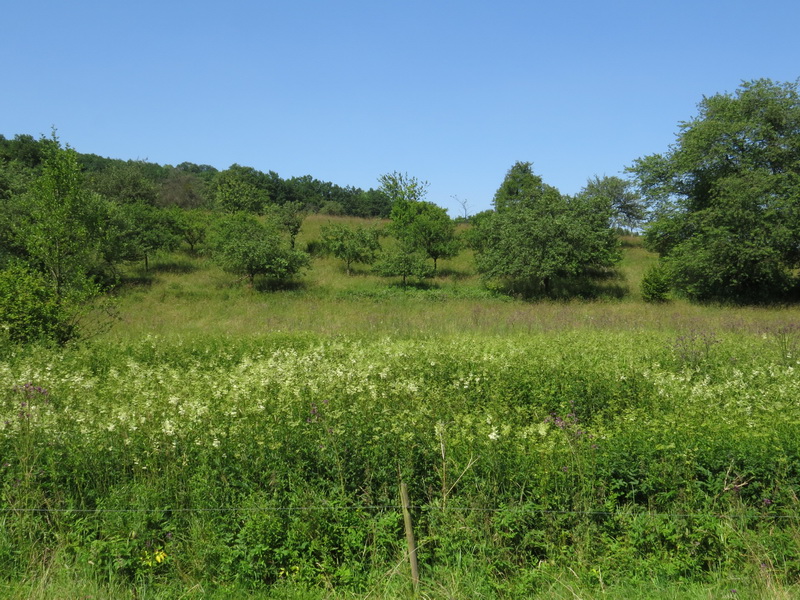 Wehtbachaue bei Ottweiler