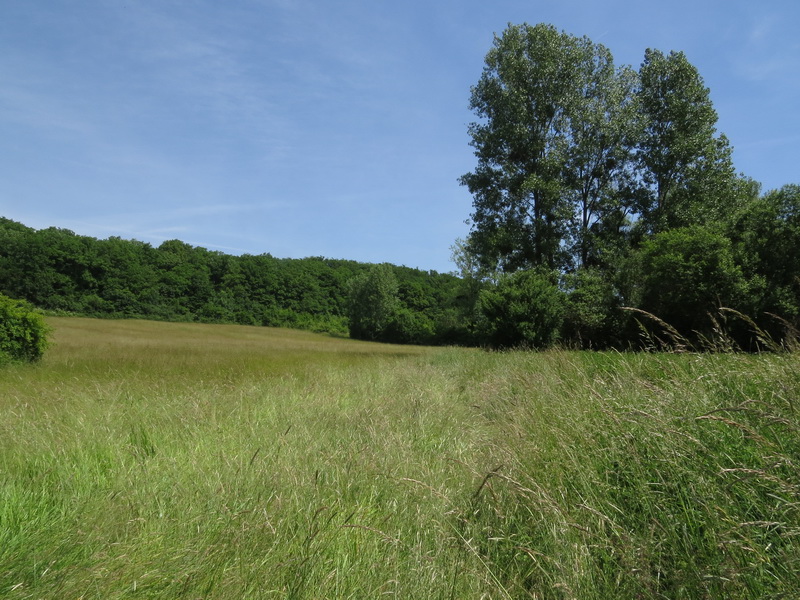 Nashhuf und Oberster Wald bei Niedaltdorf