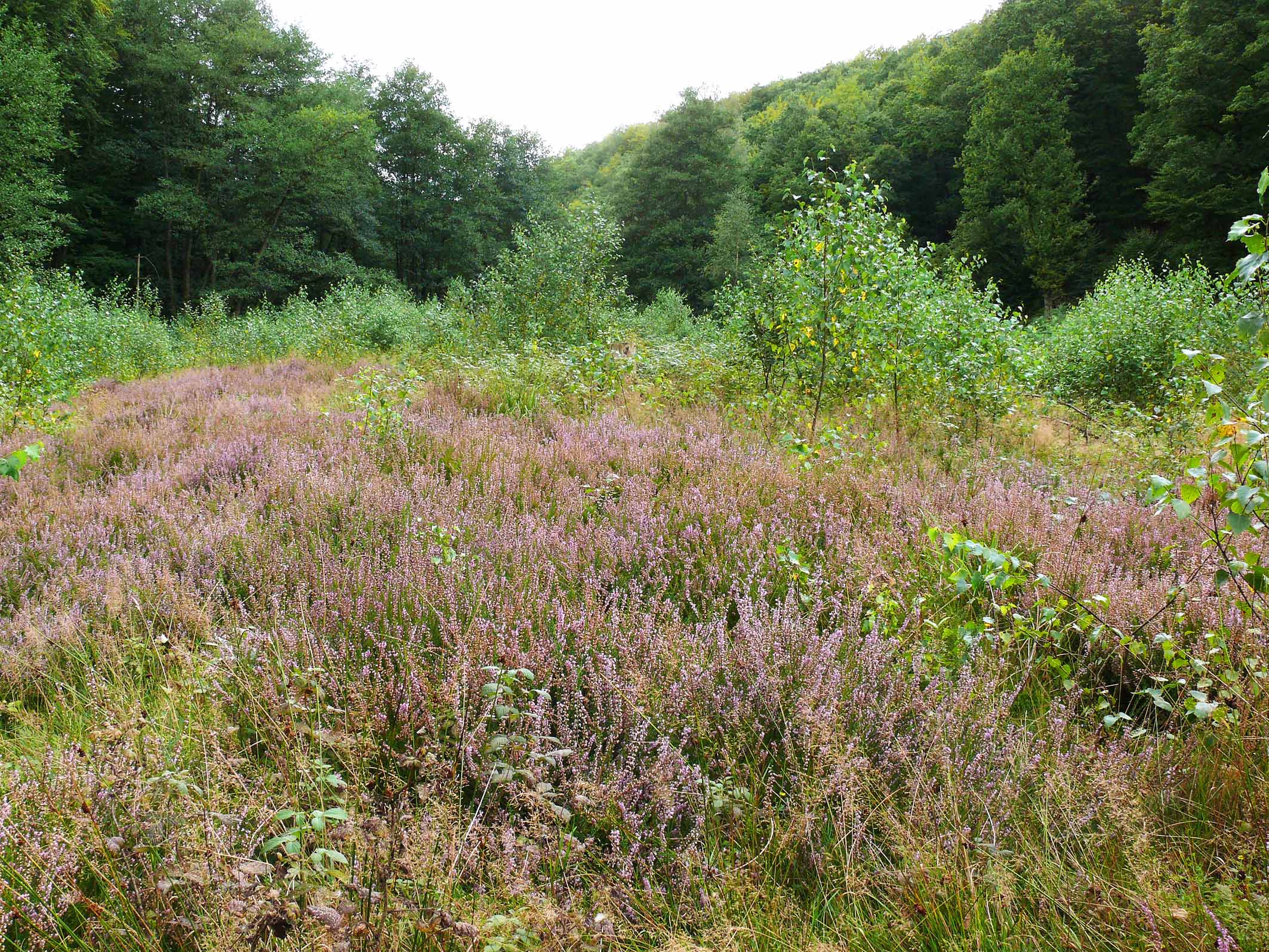 Saarhölzbachtal, Waldlichtung