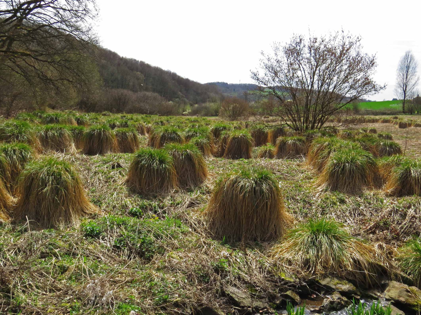 Losheimer Bach und Hachenbach bei Büschfeld