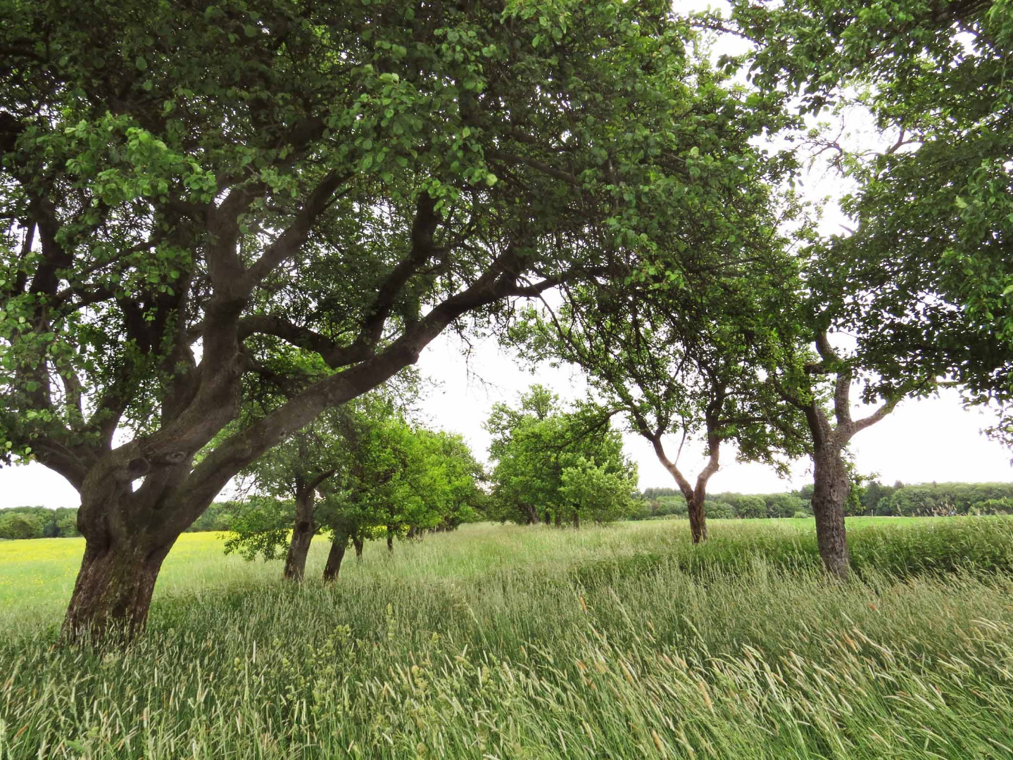 Biotopverbundsystem bei Eft-Hellendorf