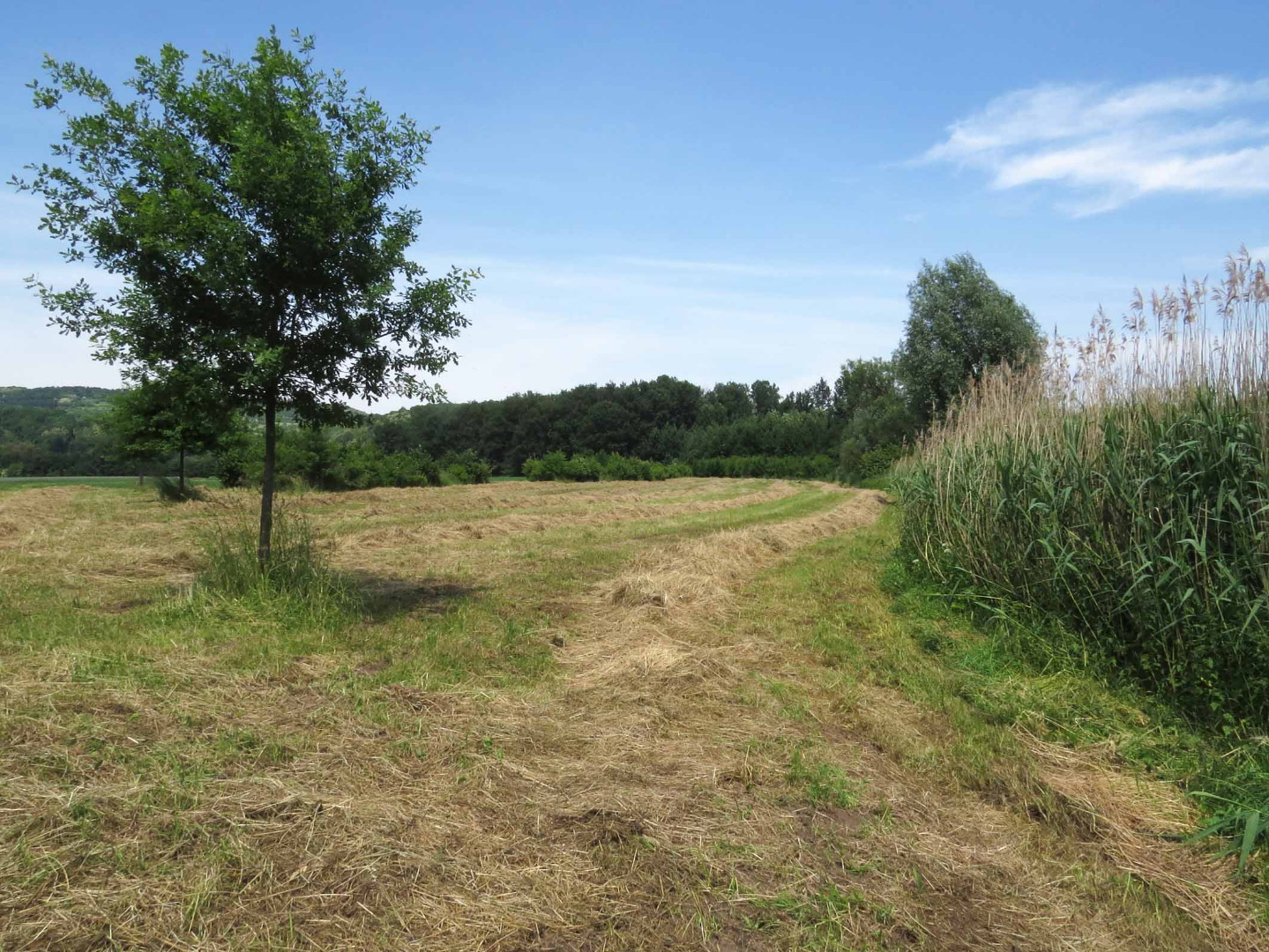 Saaraue bei Beckingen