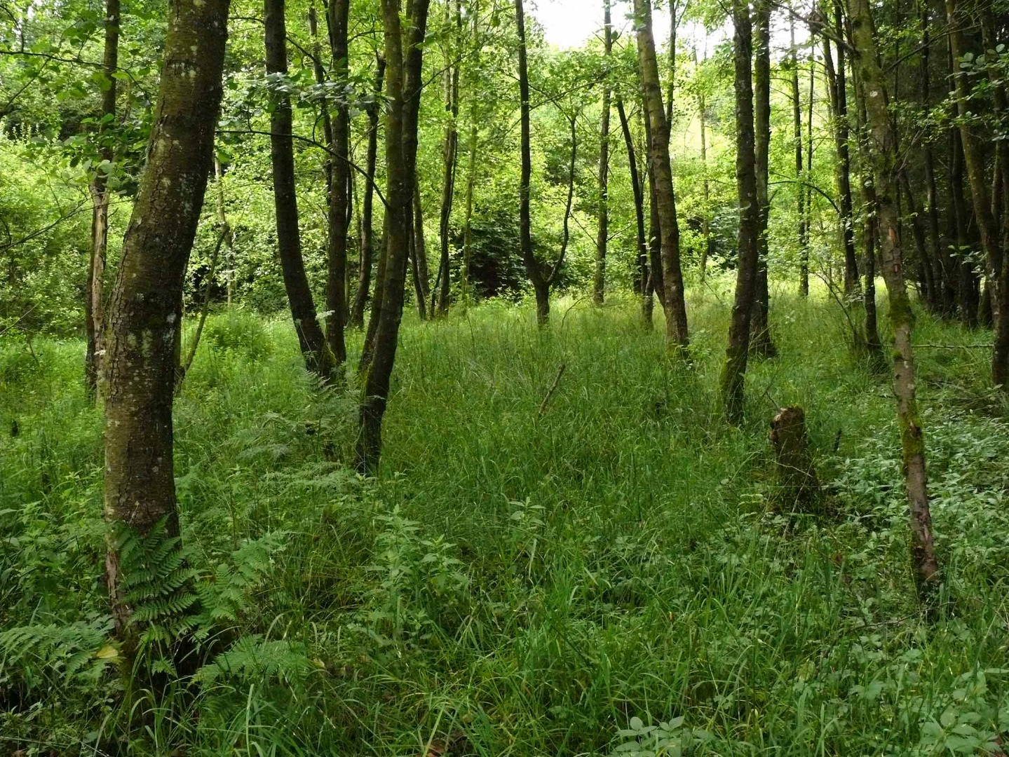 Panzbachtal bei Britten