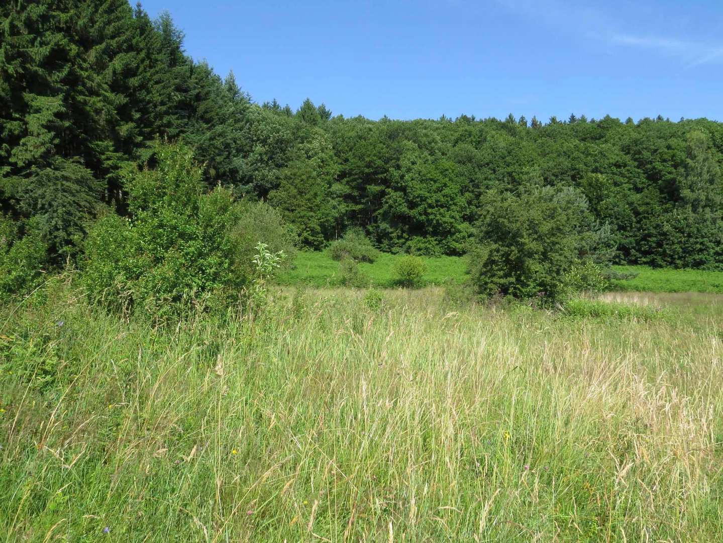Borstgrasrasen bei Weiskirchen