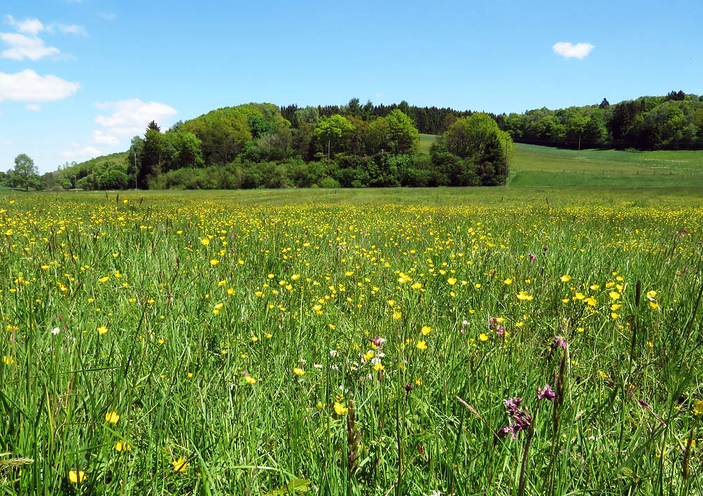 Pfeifengraswiese bei der Elzenberger Mühle (Gonnesweiler)