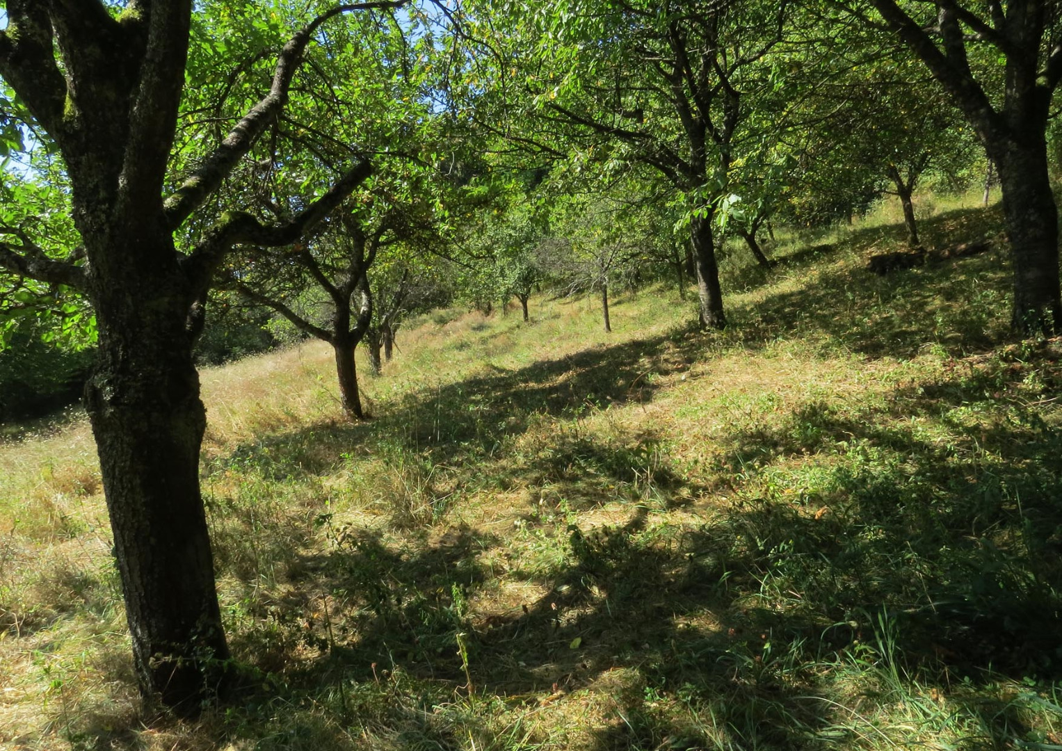 Obstwiese bei Merchingen