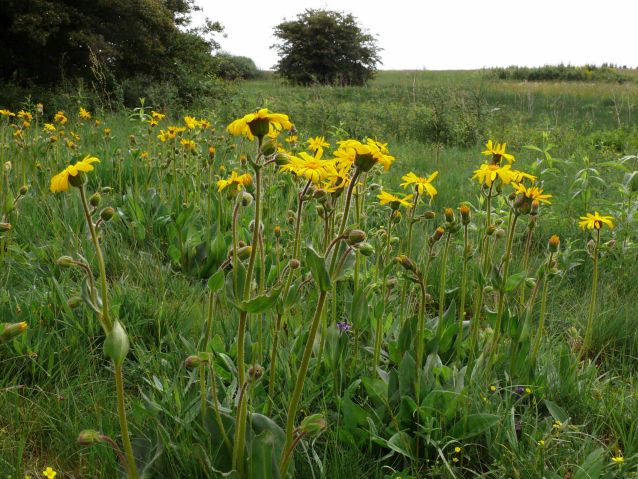 Pfaffen- und Ellernbruch bei Otzenhausen