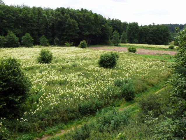 Löster-Aue bei Bierfeld