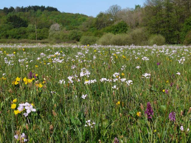 Borstgrasrasen bei Steinberg-Deckenhardt