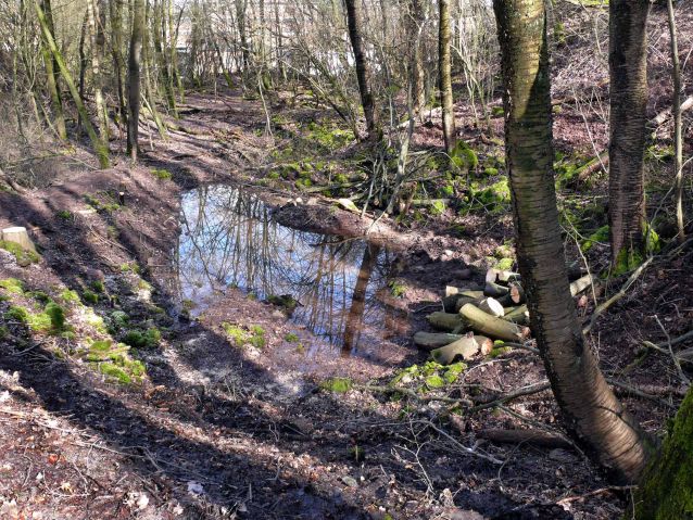 Alte Lehmgrube bei Wellesweiler