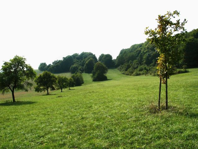 Hasenbrunner Döll und Kotbachtal bei Medelsheim