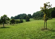Hasenbrunner Döll und Kotbachtal bei Medelsheim
