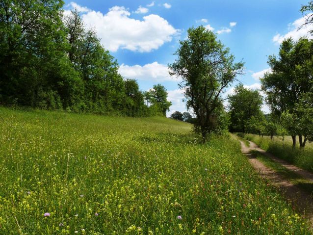 ehemaliger Weinbergshang bei Habkirchen