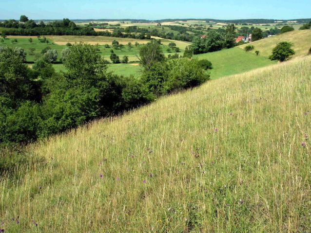 Hänge des Bickenalbtals bei Altheim