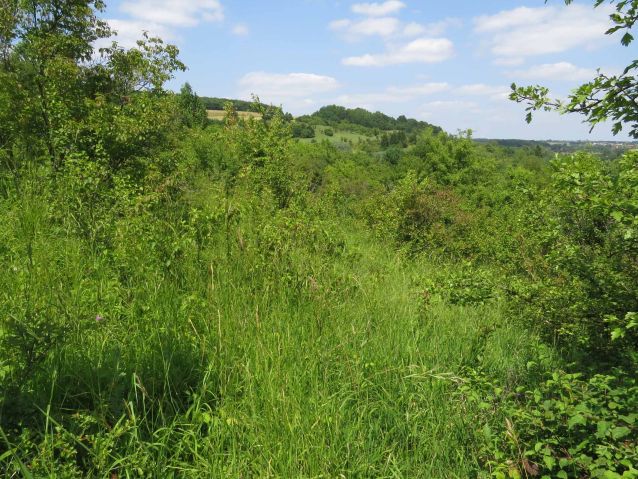 Wingertsberg bei Wittersheim