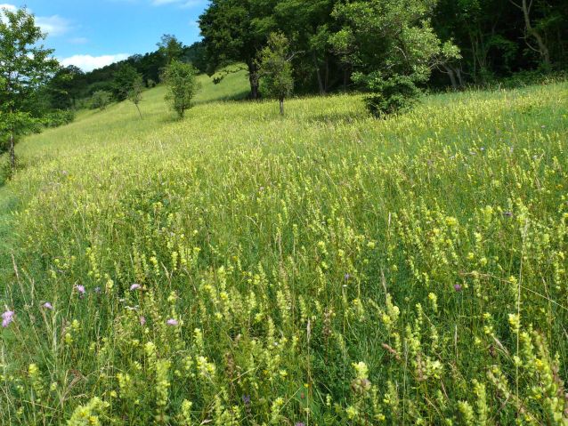 Spitzhübel bei Bliesmengen-Bolchen