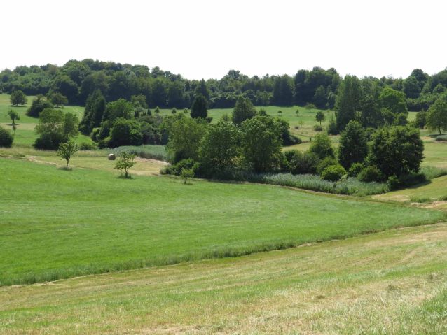 Hänge des Kalbenbergs zwischen Wolfersheim und Ballweiler