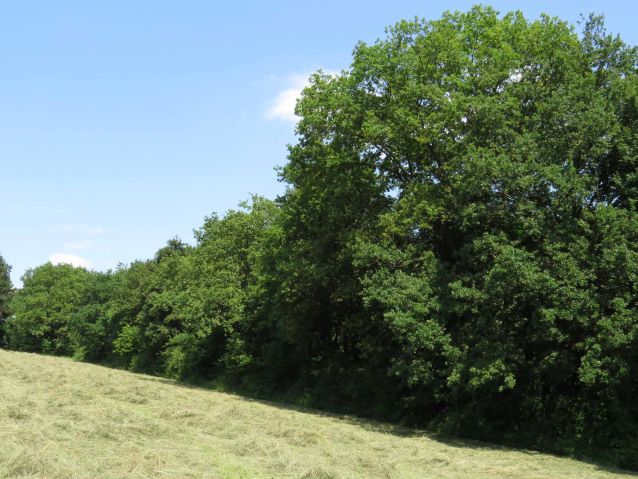 Weißrech bei Gersheim