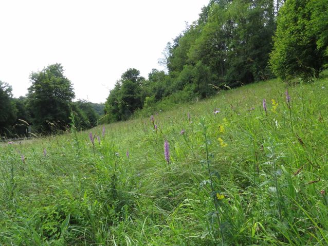 Guldenfeld zwischen Habkirchen und Bebelsheim