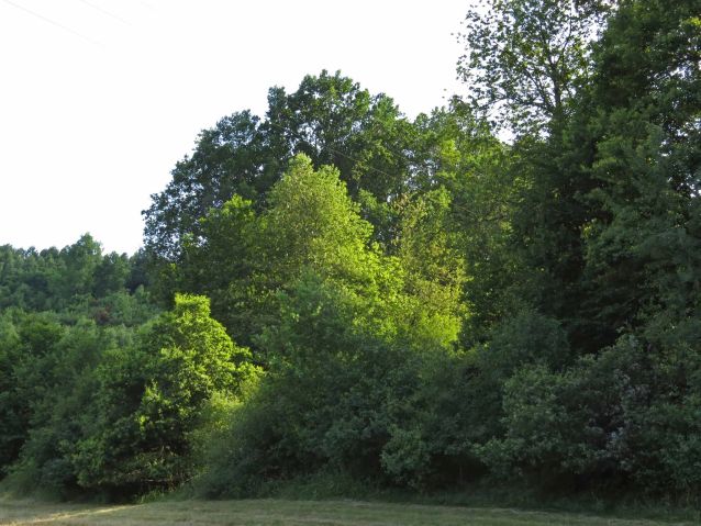 Würzbacher Wald bei Lautzkirchen und Alschbach
