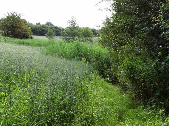 Kretenborn südl. Europadenkmal bei Berus