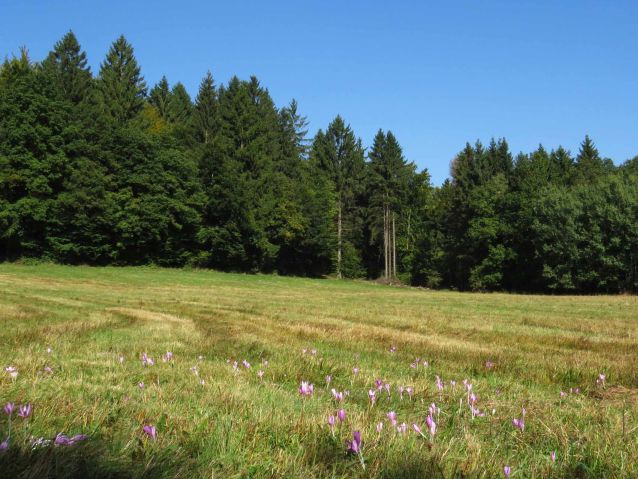 Pfeifengraswiese bei Bosen