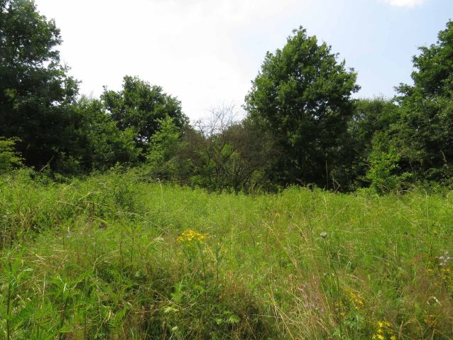 Nonnenwiese bei Ensdorf