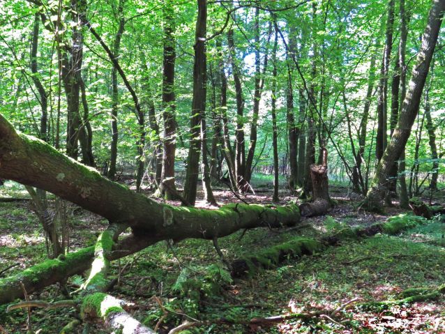 Birken-Bruchwald bei Selbach