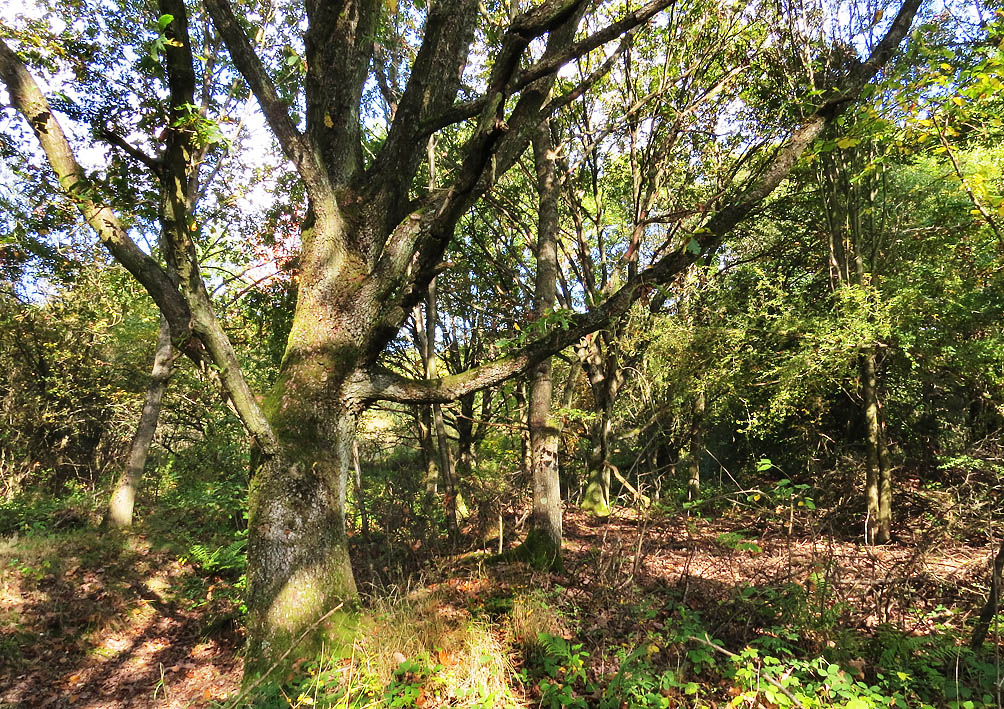 Feldgehölzriegel in der Wiesenlandschaft bei Düppenweiler