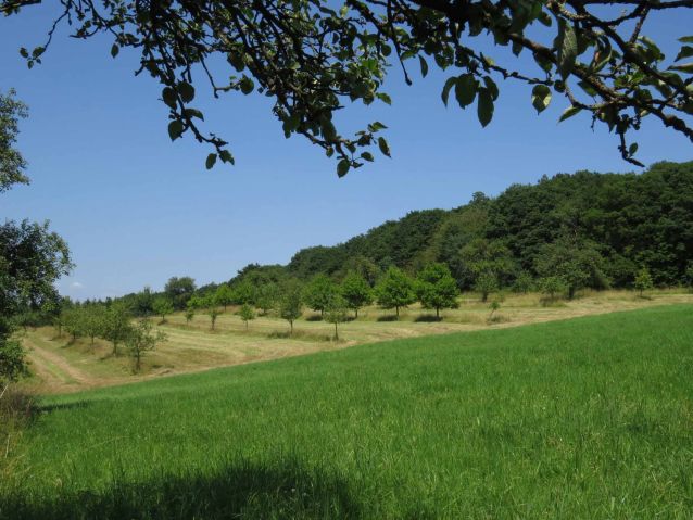 Obstwiesen bei Dirmingen