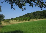 Obstwiesen bei Dirmingen