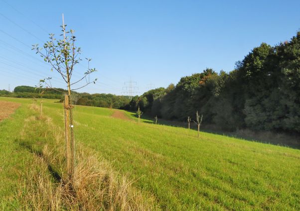 Anpflanzung einer Streuobstwiese