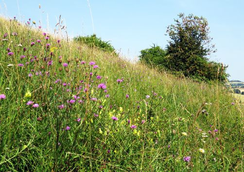 Schutzgebiet bei Peppenkum