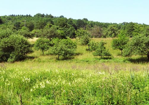 Schutzgebiet Wethbachtal, Ottweiler