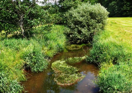 Schutzgebiet Naheaue bei Gonnesweiler