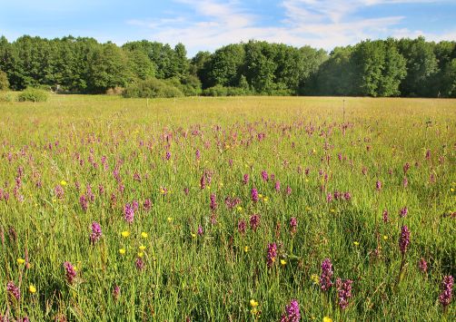 Schutzgebiet Orchideenwiese bei Walhausen