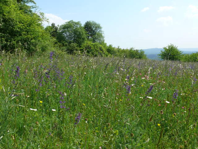 Salbei-Glatthafer Wiese