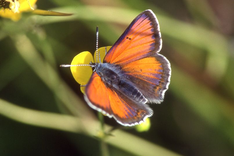 Lilagold-Feuerfalter (Lycaena hippothoe)