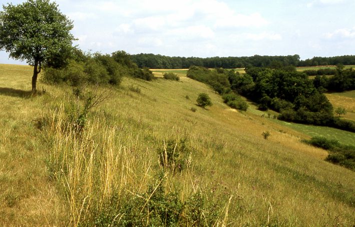 Trockenrasen-Hänge bei Altheim