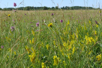 Borstgrasrasen, Frühlingsaspekt