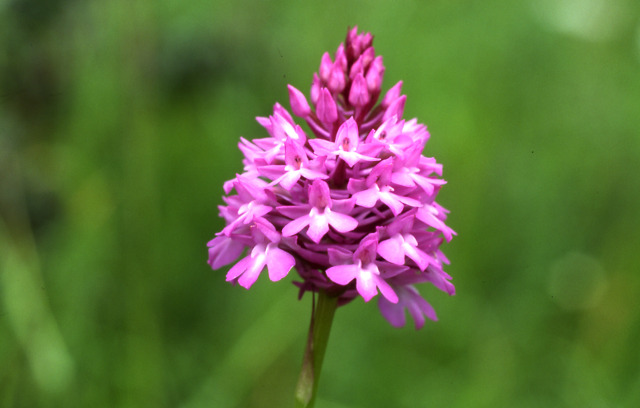 Pyramiden-Hundswurz (Anacamptis pyramidalis)