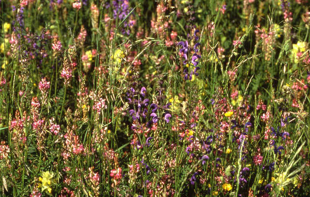 Salbei-Glatthafer Wiese