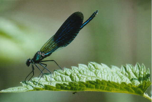 Gebänderte Prachtlibelle