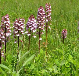 Blühende Schätze - eine Orchideenwanderung im Naturschutzgebiet Wolferskopf