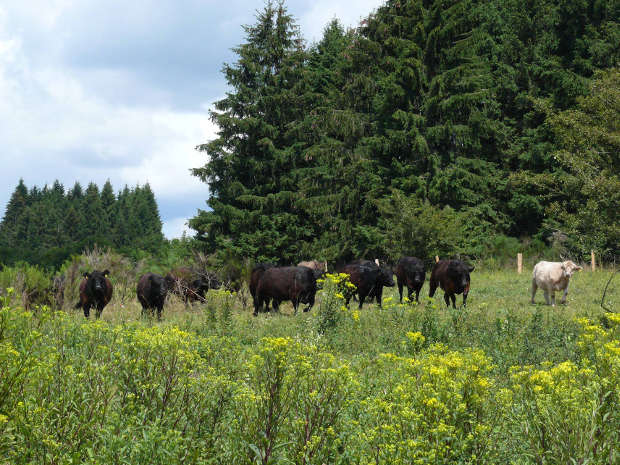 Herde Galloway Rinder in Eiweiler