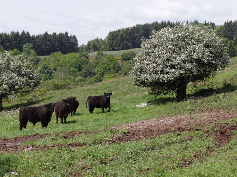 Bereits 2011 wurden auf dem Südhang des Peterbergs bei Eiweiler ein Weidekomplex mit rund 30 Hektar und 16 Tieren eingerichtet.
